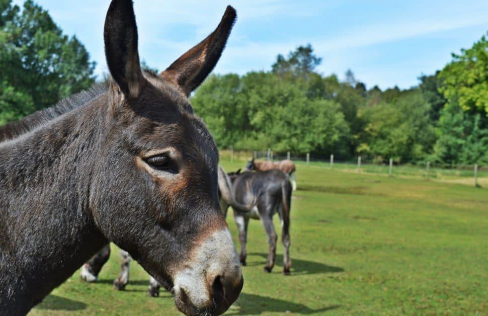 Donkey Sanctuary Loop Image